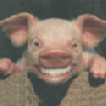 pigfarmer