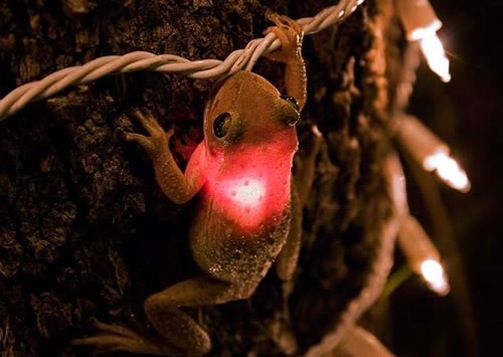 treefrogchristmastlight-1.jpg